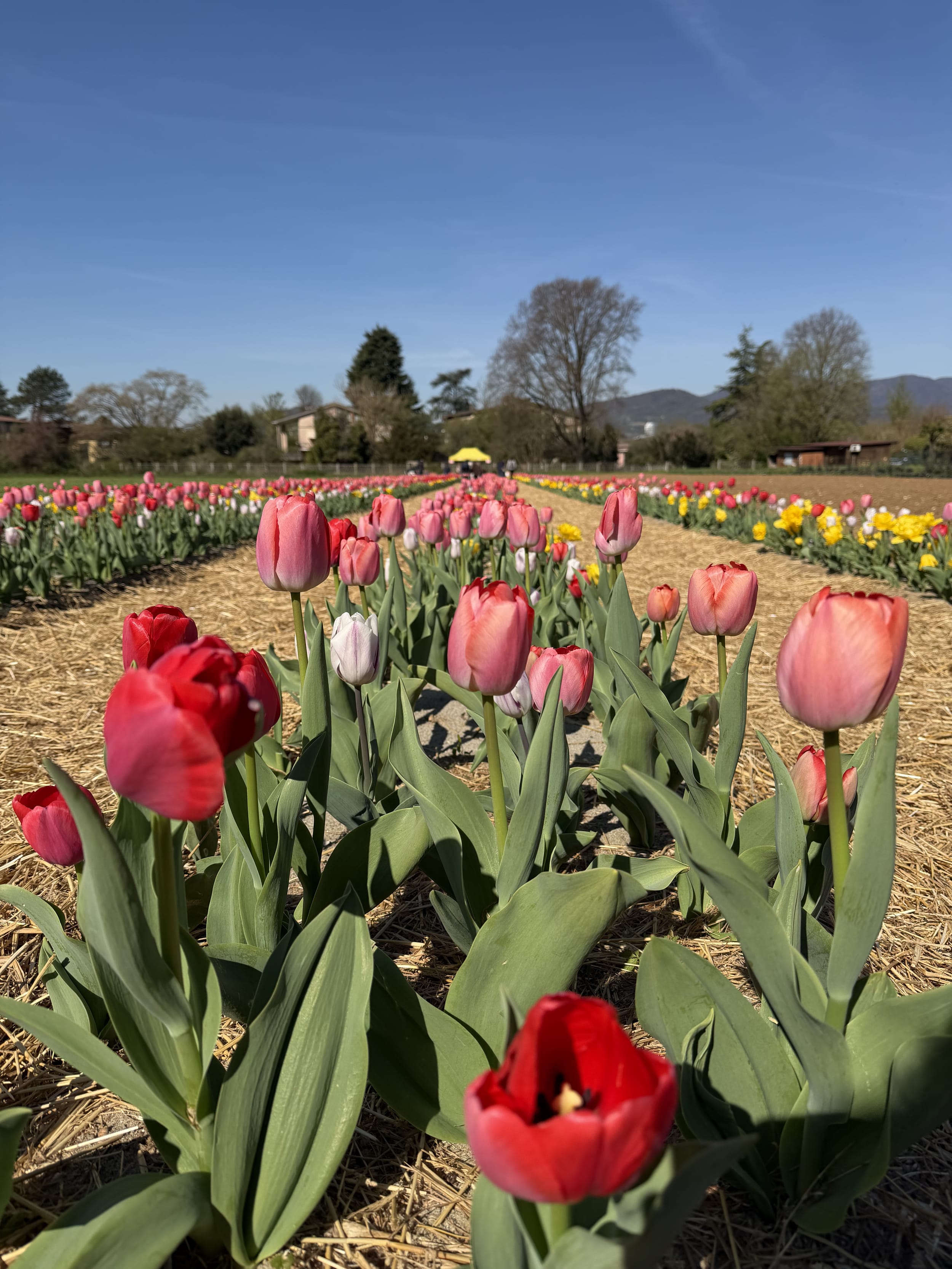 Mazzo di tulipani